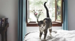 Защо не може да дръпне котката на опашка?